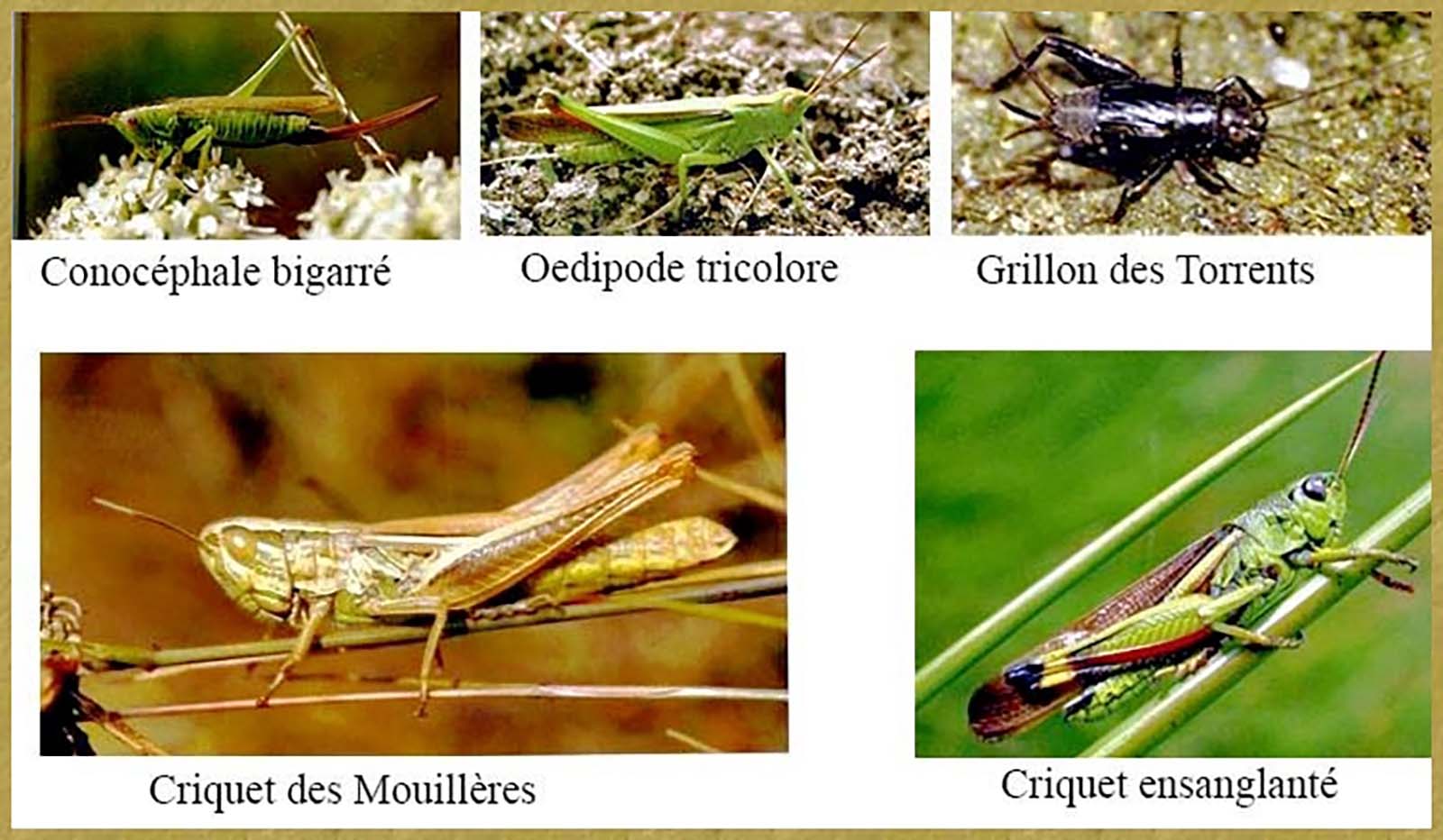 Sauterelles-Grillons-